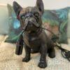 Lampe Bulldog – Image 3